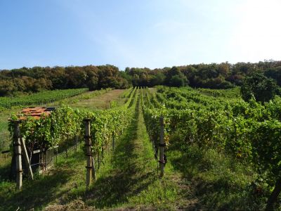 2 - izbová chata s vinicou, Borša - 12